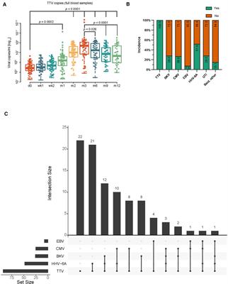 Interactions of TTV with BKV, CMV, EBV, and HHV-6A and their impact on post-transplant graft function in kidney transplant recipients